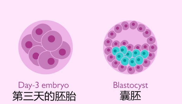 章泽天