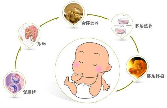 胚胎移植