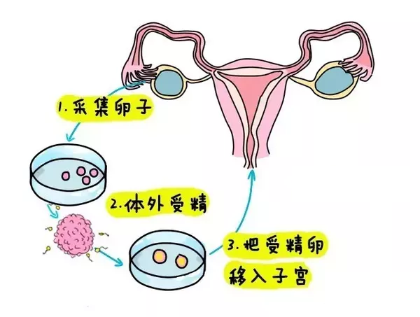 移植后着床