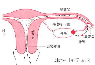 经期性生活