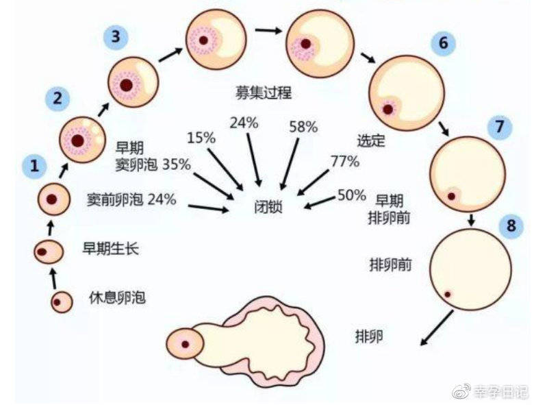 月经周期