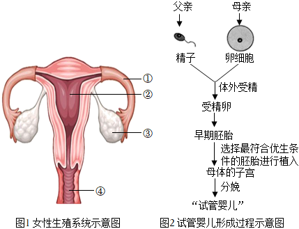 经期结束后