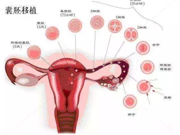 月经周期
