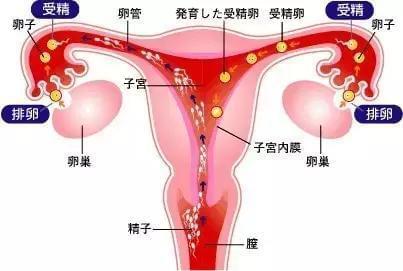 经期